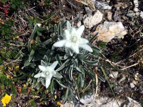 11H30 : Edelweiss