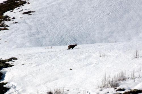 Observer un chamois