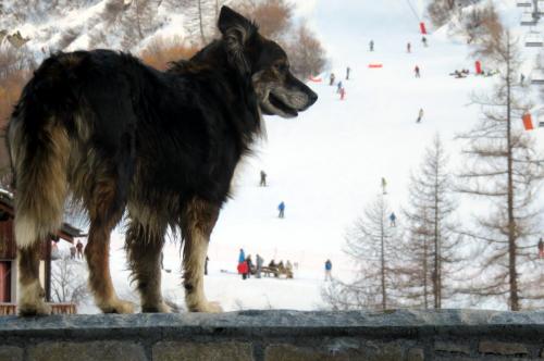 Rencontrer "Prince" qui surveille les pistes depuis la terrasse ;)