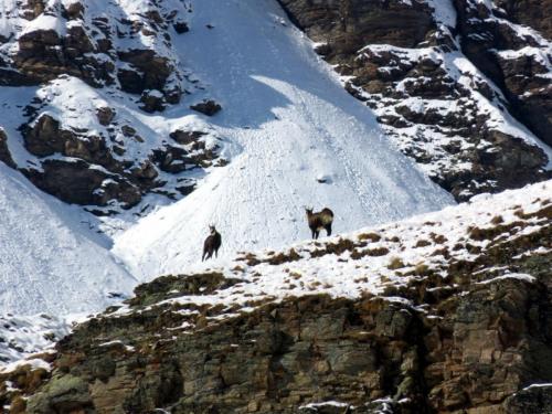 Le Montet, des chamois