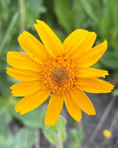 Fleurs des Alpes - Arnica