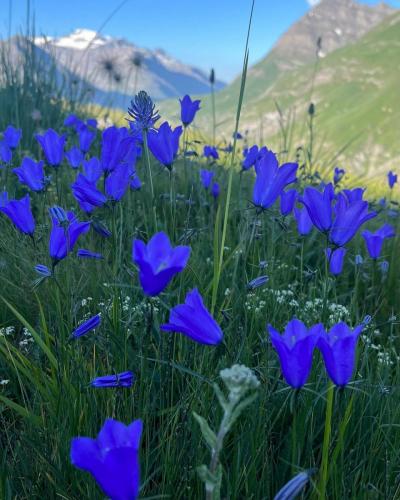 Fleurs des Alpes - Campanule Alprestre