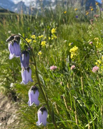 Fleurs des Alpes - Campanule Barbue