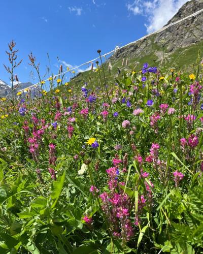 Fleurs des Alpes - Esparcette