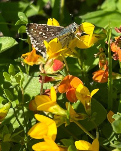 Fleurs des Alpes - Lotus Corniculé