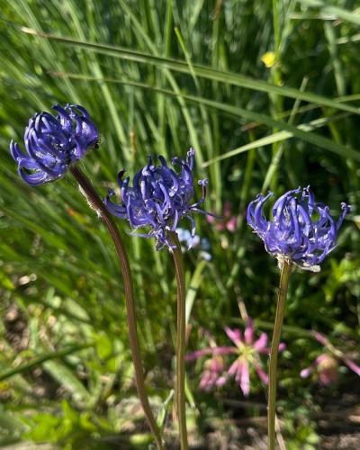 Fleurs des Alpes - Raiponce