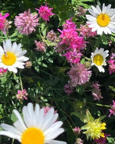 Fleurs des Alpes - Sainfoin et Vulnéraire