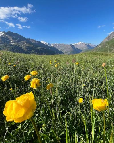 Fleurs des Alpes - Trolle d'Europe